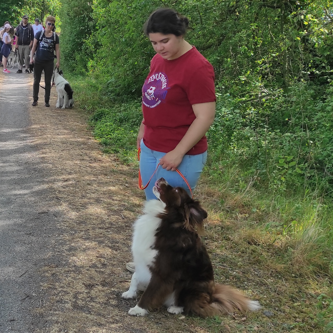 Rééducation comportementale, chien réactif congénère, chien réactif humain, chien qui détruit, chien protection de ressource, chien peur, chien phobie, chien aboiements, chien craintif, chien intenable, chien foufou.       